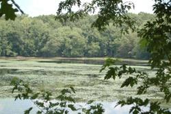 Great Pond Preserve